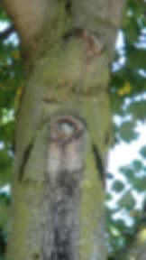 Françoise Lapierre Indry